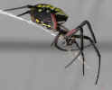 2006-08-19-NapervilleMisc 008.jpg (373988 bytes)
