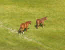 2006-08-26-SMF-RNO-RanchRoad 020.jpg (89543 bytes)